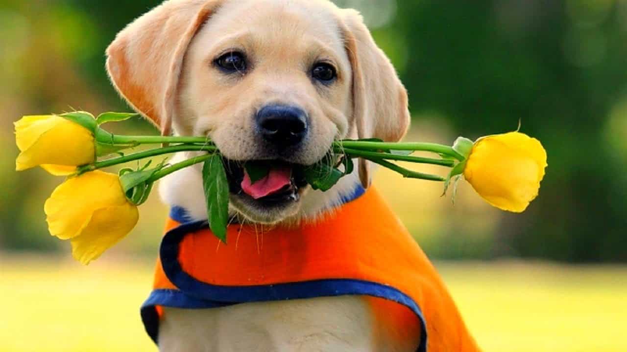 Chó labrador puppies màu vàng đáng yêu