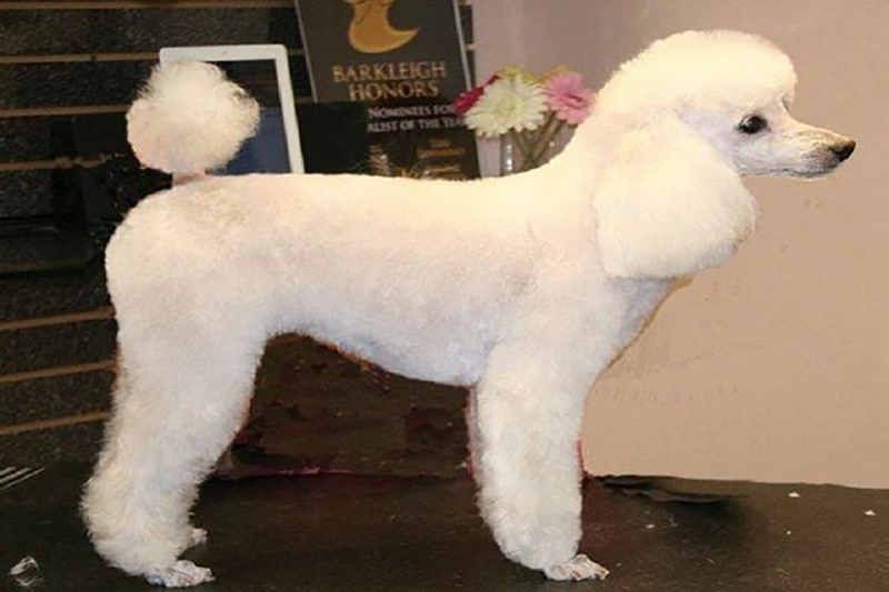 làm đẹp cho chó poodle