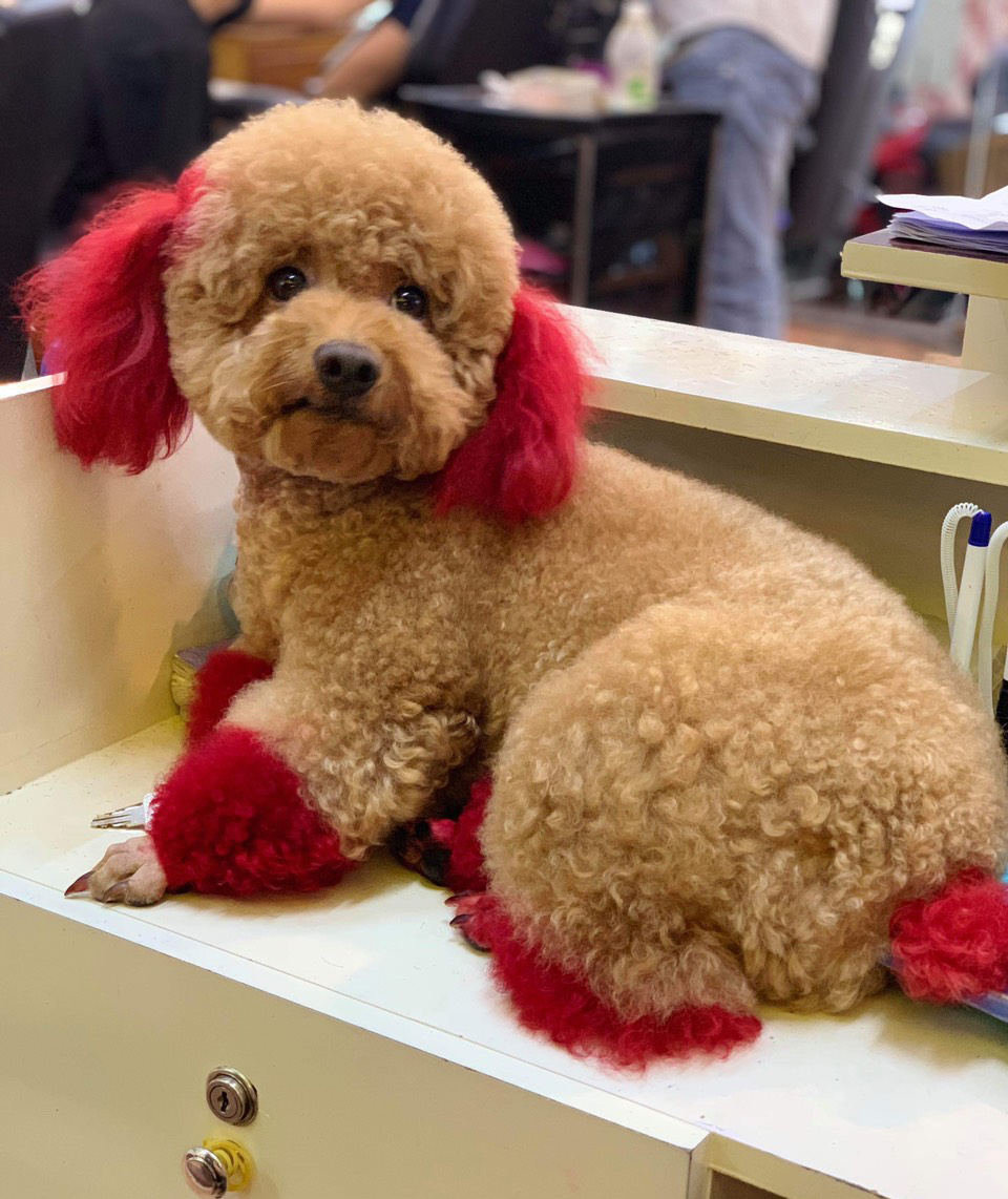 làm đẹp cho chó poodle