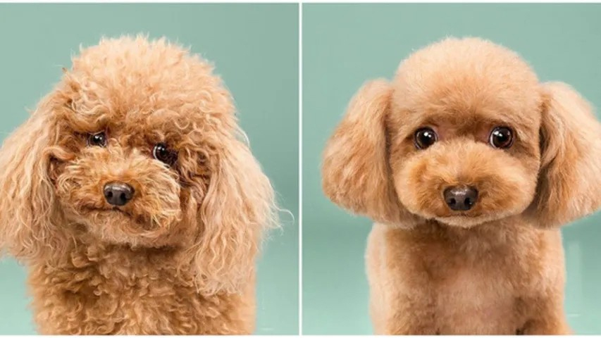 làm đẹp cho chó poodle