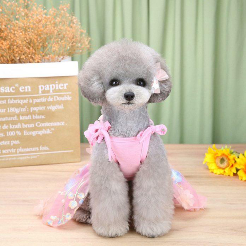 làm đẹp cho chó poodle