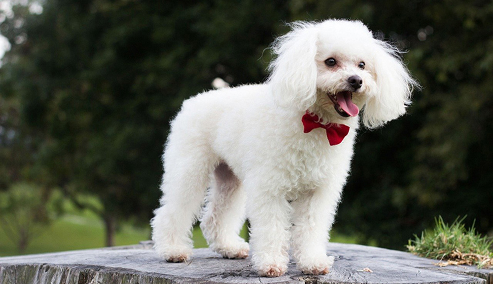làm đẹp cho chó poodle