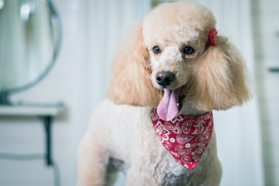 làm đẹp cho chó poodle