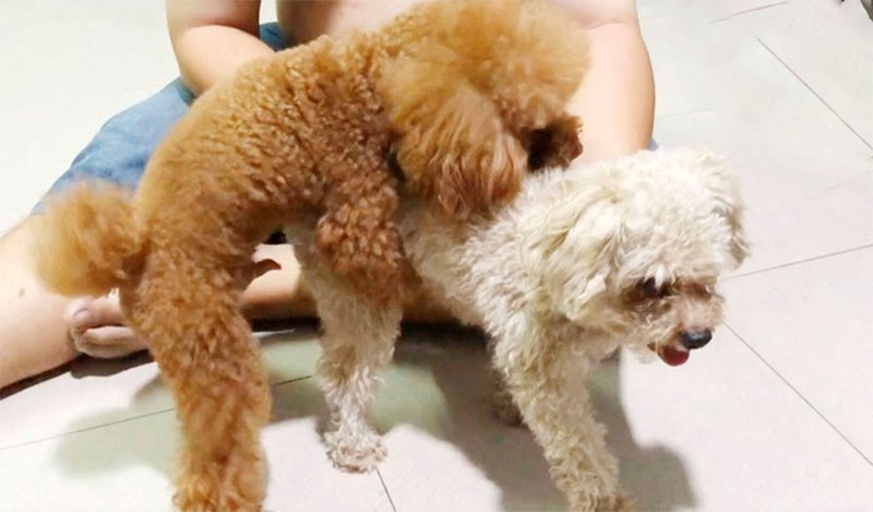 lấy giống chó poodle