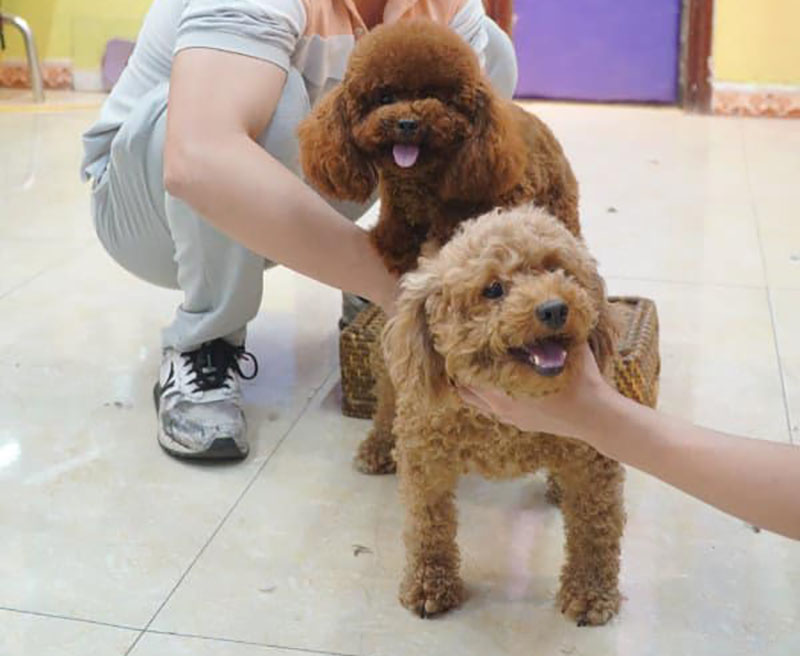lấy giống chó poodle