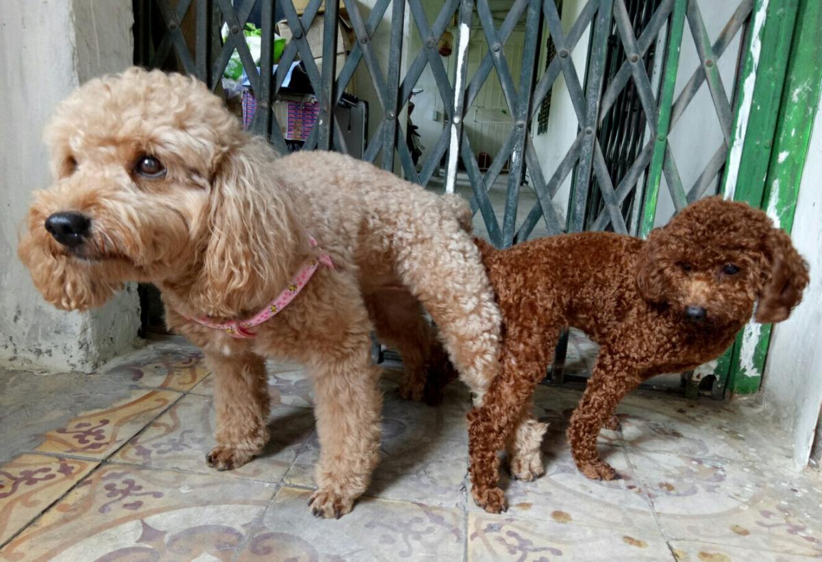 lấy giống chó poodle