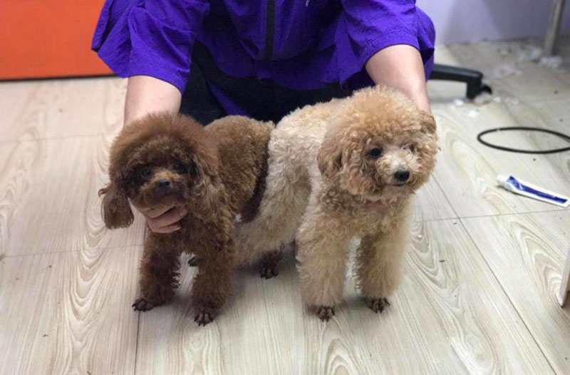 lấy giống chó poodle