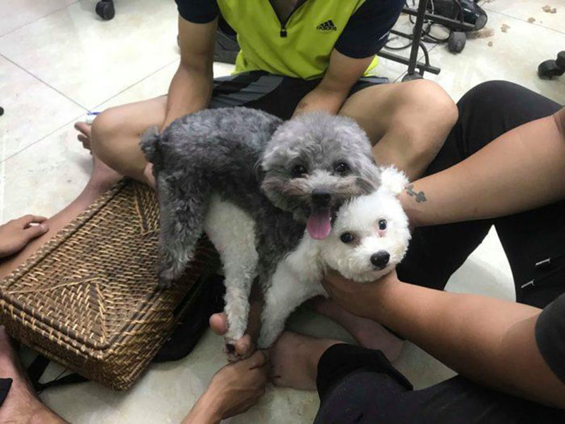 lấy giống chó poodle