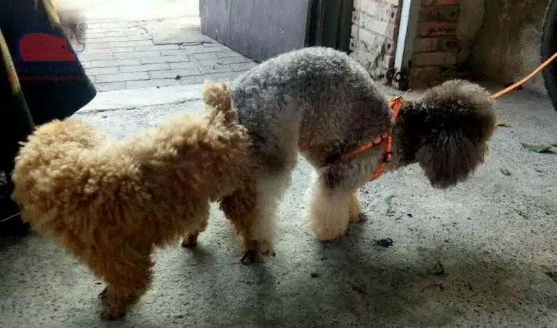 lấy giống chó poodle
