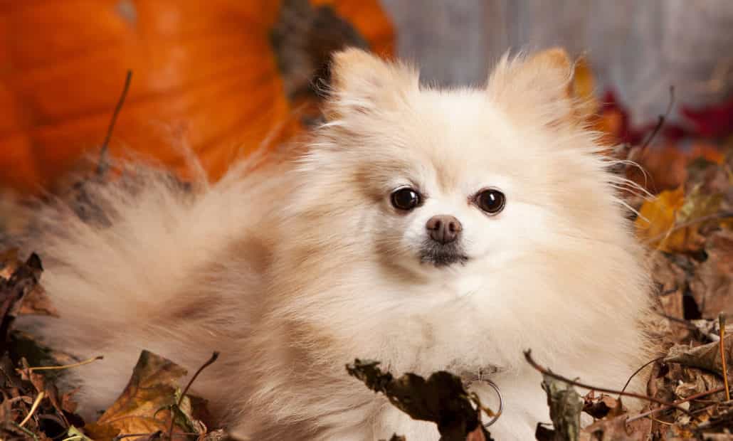 Chó Phốc sóc có nguồn gốc xuất xứ từ vùng đất Pomeranian