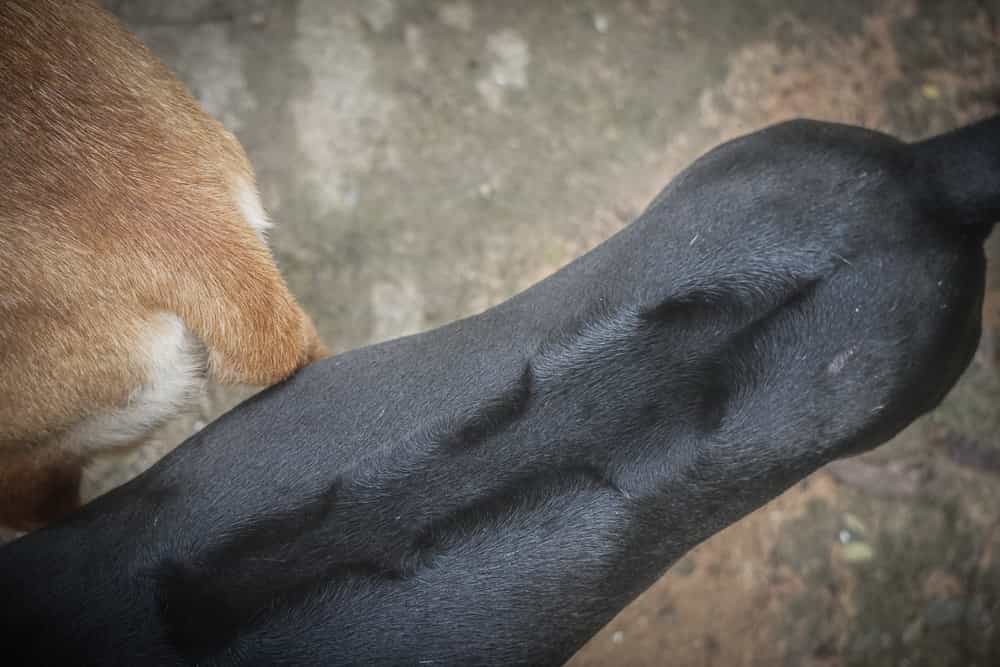 Chó Phú Quốc thuần chủng có lông xoáy giữa lưng