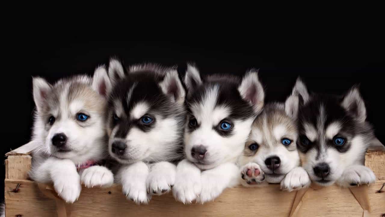 Bạn nên quan sát kỹ chó Husky trước khi mua