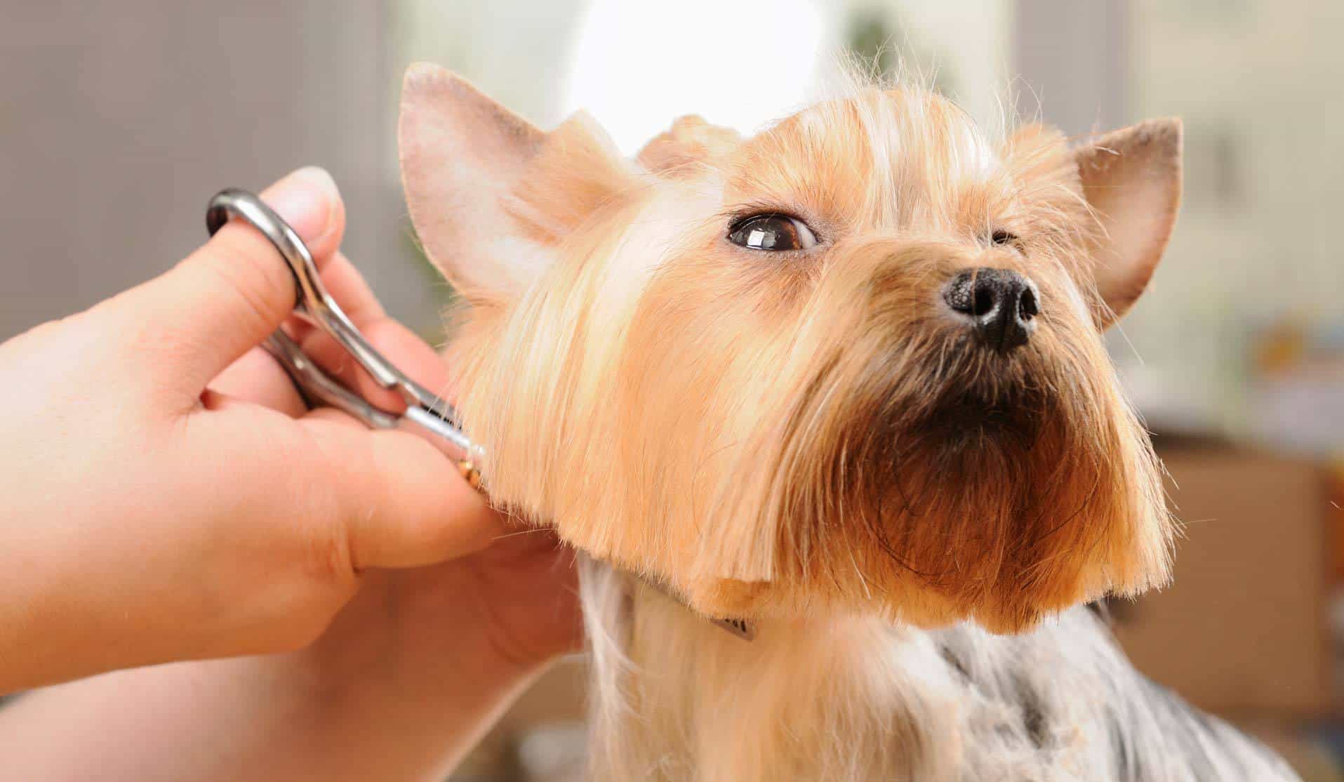 Hãy cẩn thận khi cắt lông cho chó