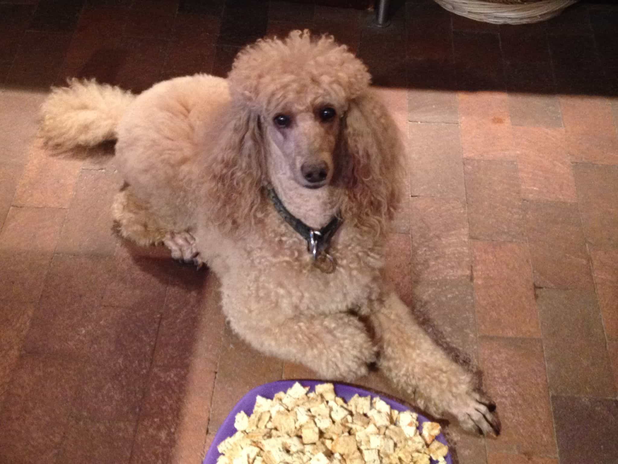Chó Poodle Ăn Gì Để Phù Hợp Với Từng Độ Tuổi - Một Số Lưu Ý Khi Cho Chúng Ăn