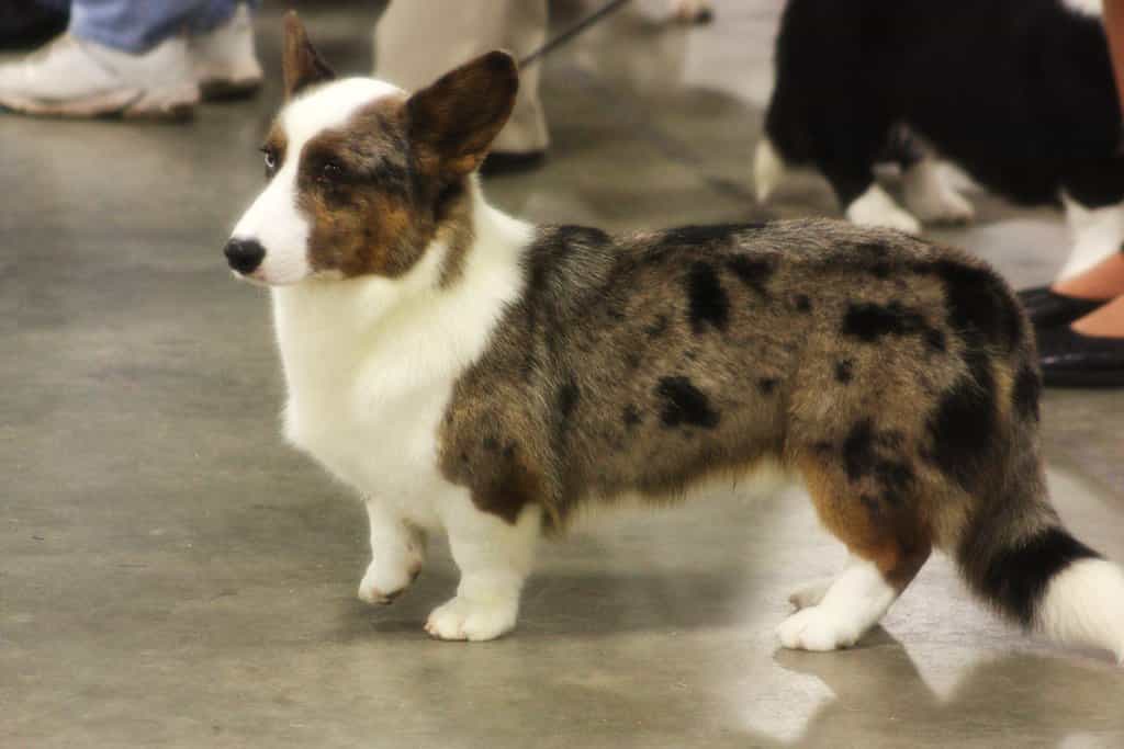 Không nên vội vàng khi mua chó Corgi