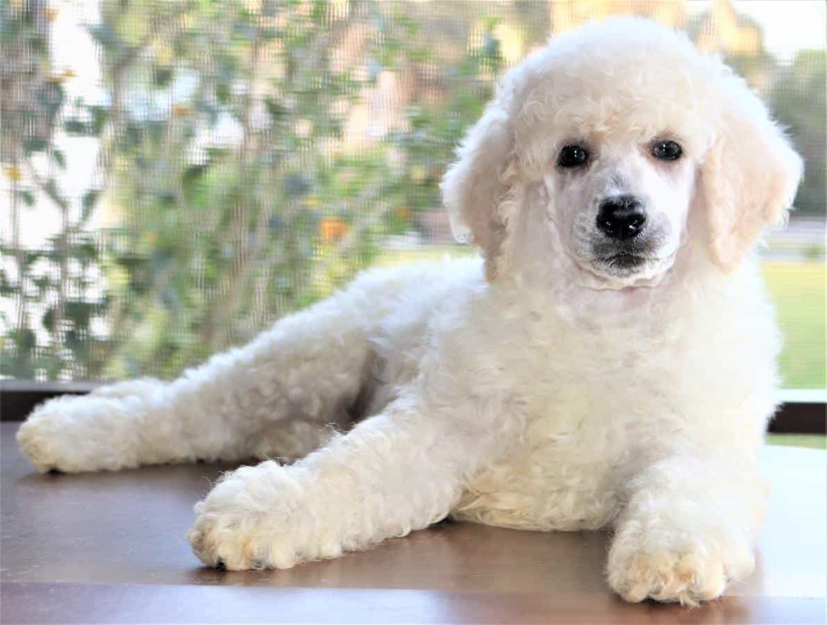 Nên có những hiểu biết cơ bản trước khi đi mua chó Poodle