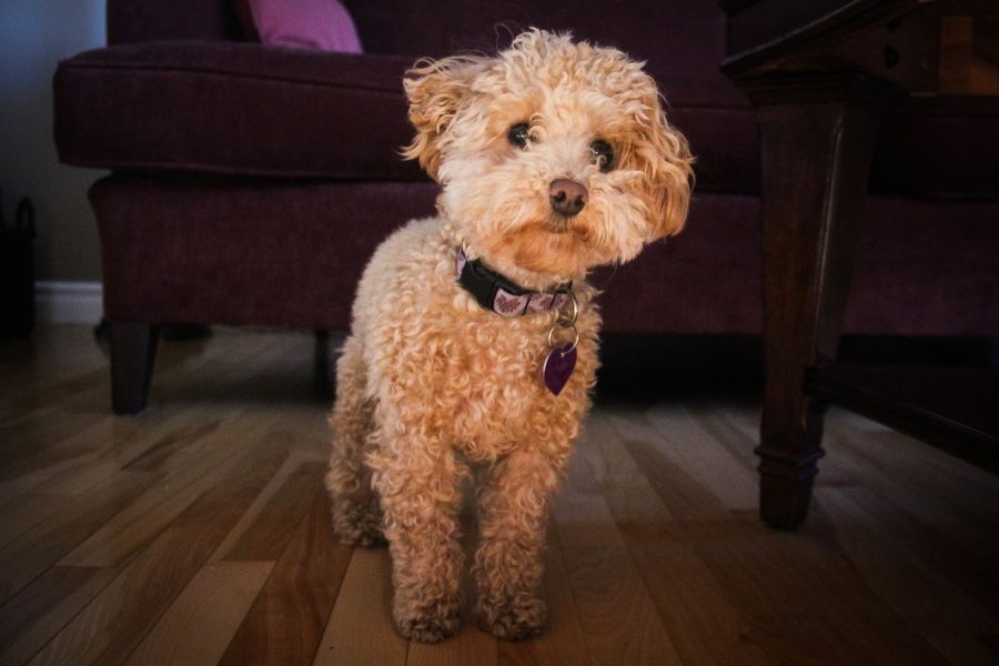 luu-y-khi-nuoi-cho-poodle