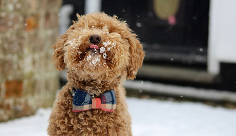 luu-y-khi-nuoi-cho-poodle