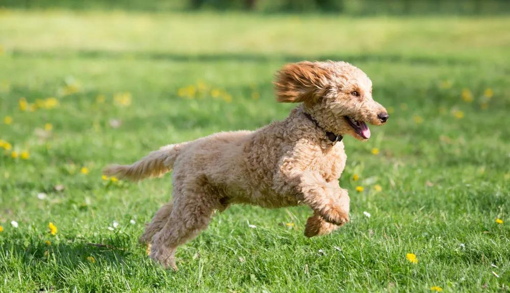 luu-y-khi-nuoi-cho-poodle