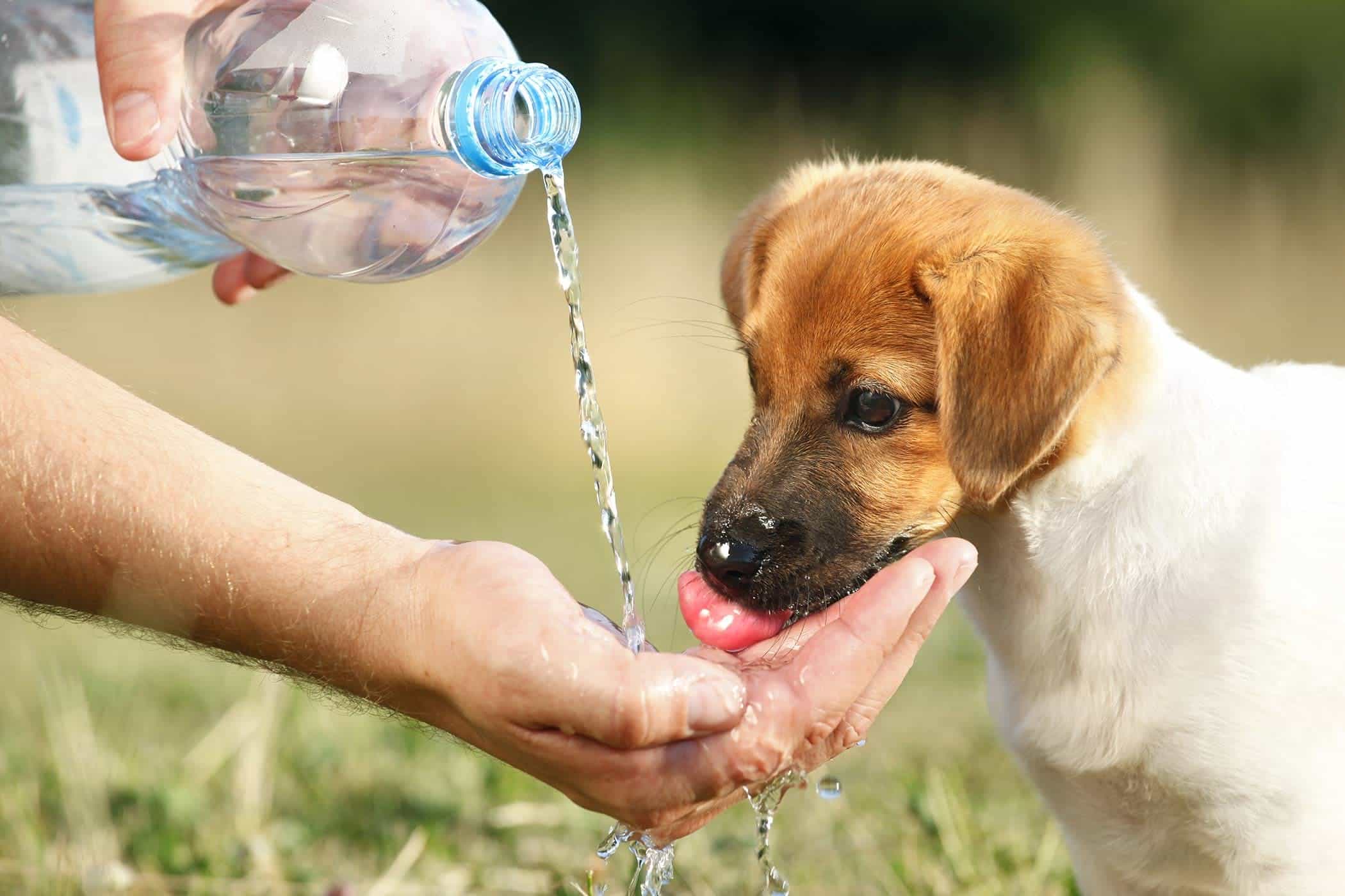 Chú chó dễ thương đang uống nước