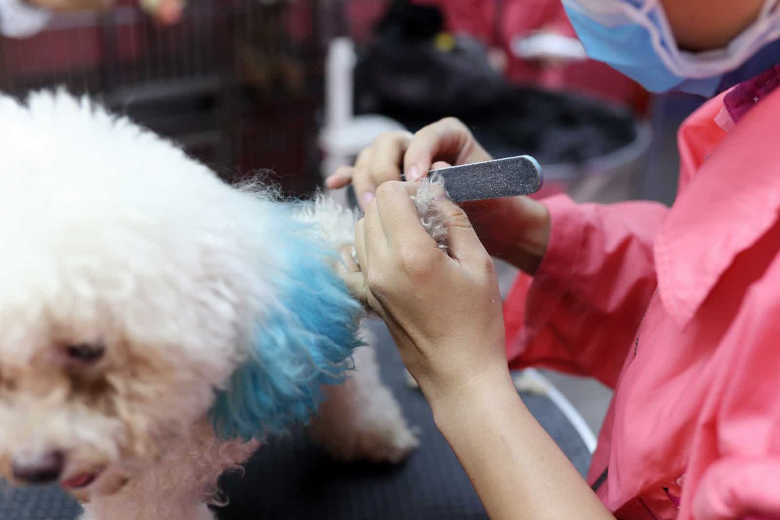Không nên cho chó Poodle nhuộm lông bằng thuốc nhuộm cho người.