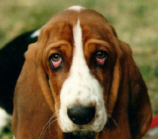 cháy nước mắt thường xuyên có thể dẫn đến việc chó bị đau mắt