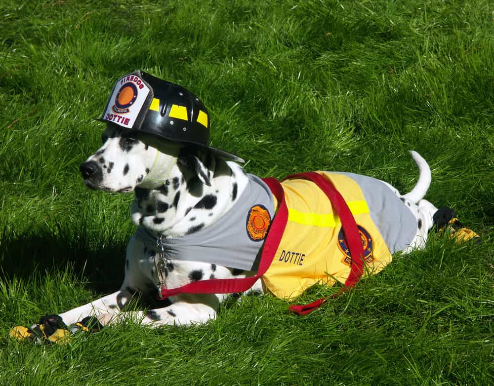 Giống chó Dalmatian thuần chủng