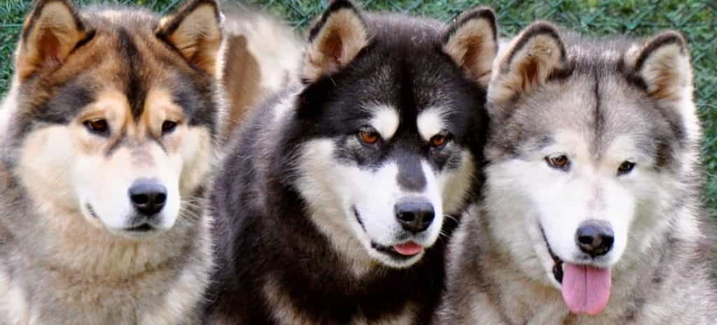 Hình ảnh chó Alaska có nhiều màu lông khác nhau