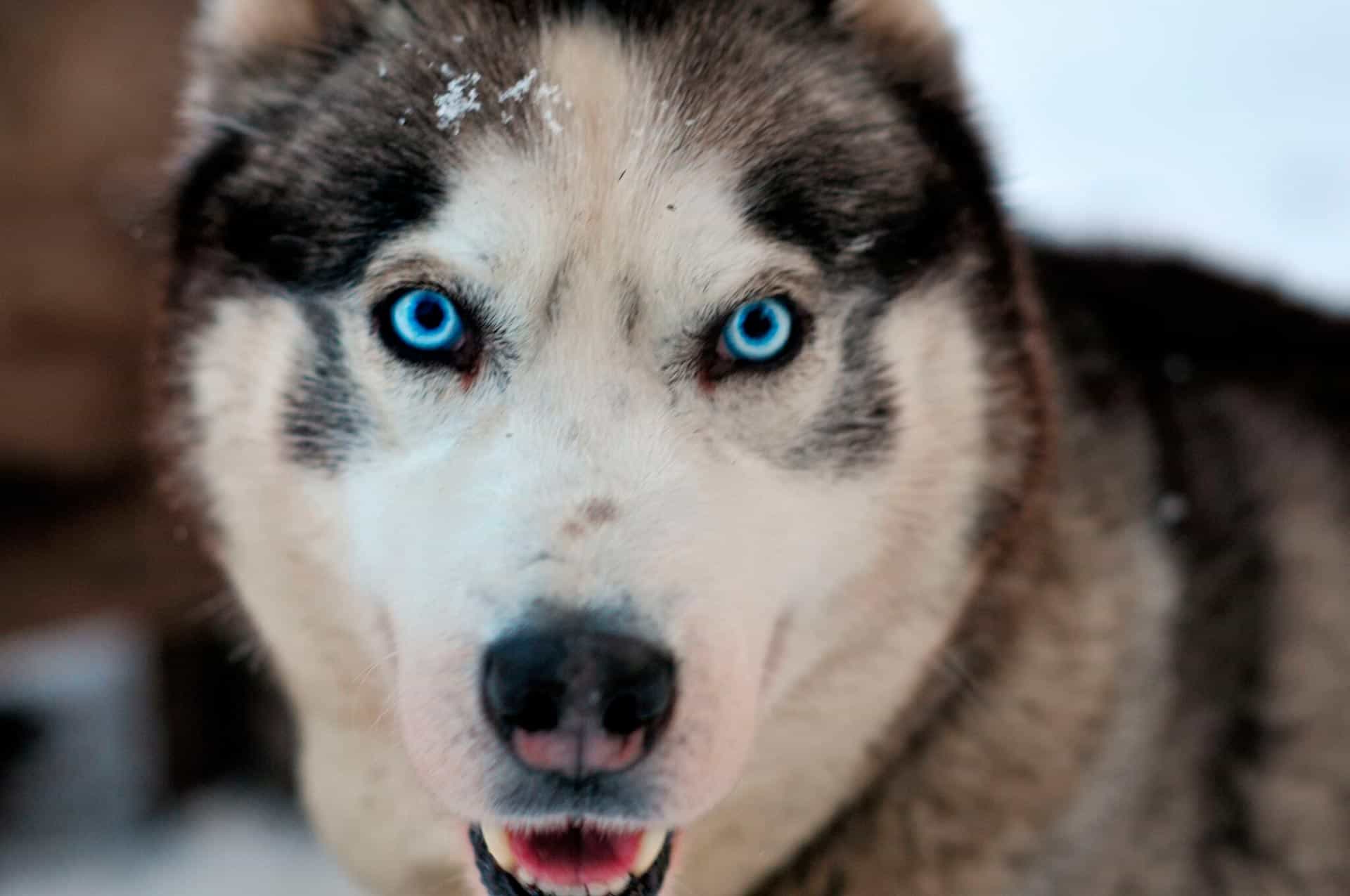 Màu mắt cũng là yếu tố quyết định giá chó Husky