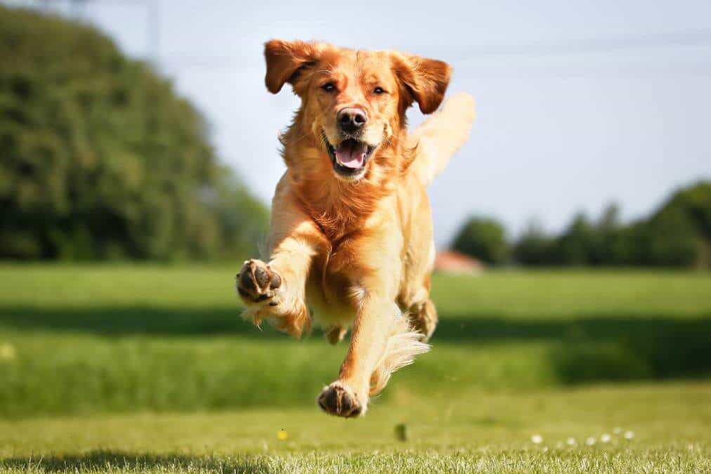Chó Golden vui vẻ đang chạy nhảy