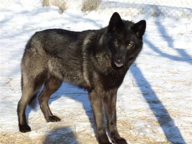 Wolf-Hybrid thường được chọn làm cảnh khuyển