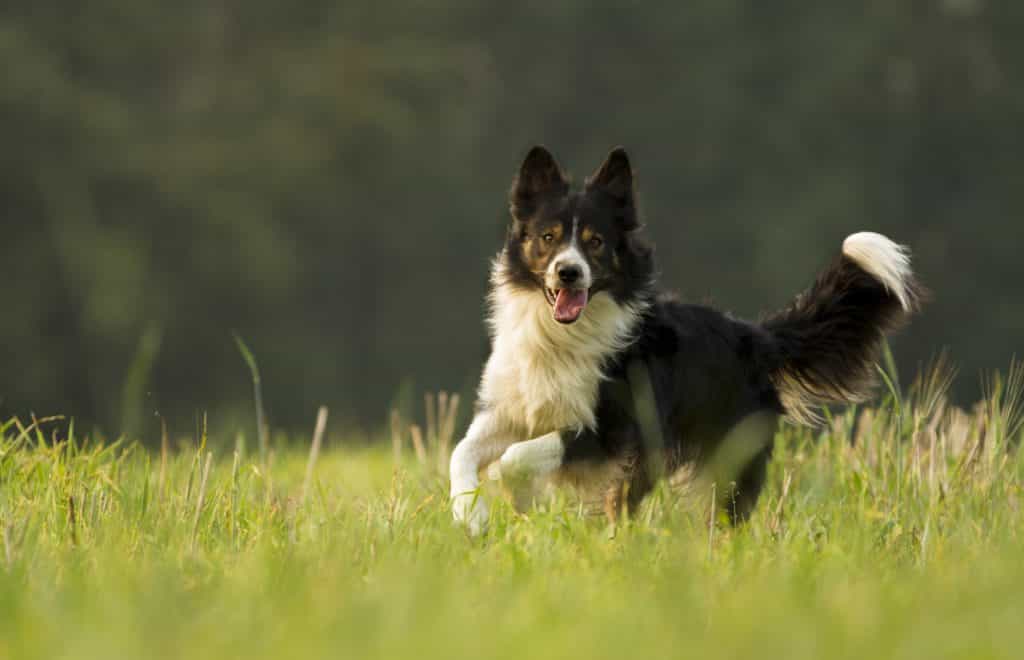 Border Collie có kích thước tương đối