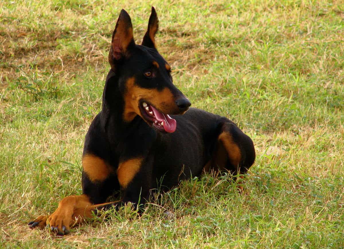 Mua bán chó Doberman tại Việt Nam