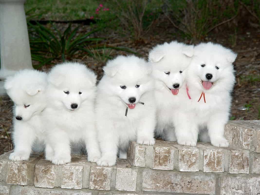 Mua bán chó Samoyed tại Hà Nội và TP HCM - SieuPet.com