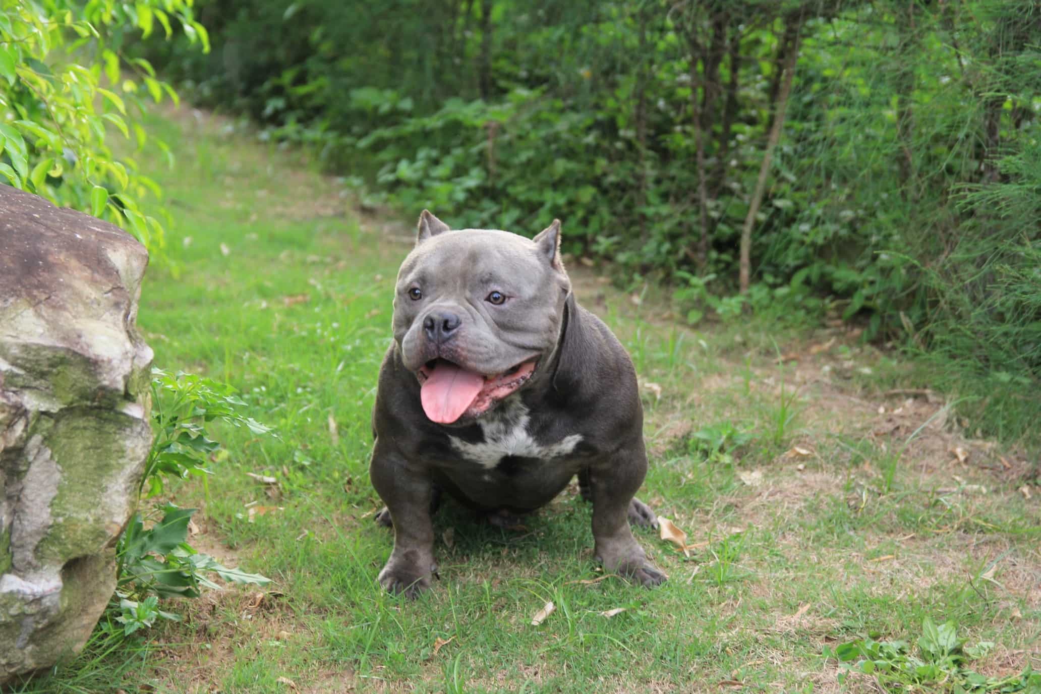Chó Bully mua ở đâu