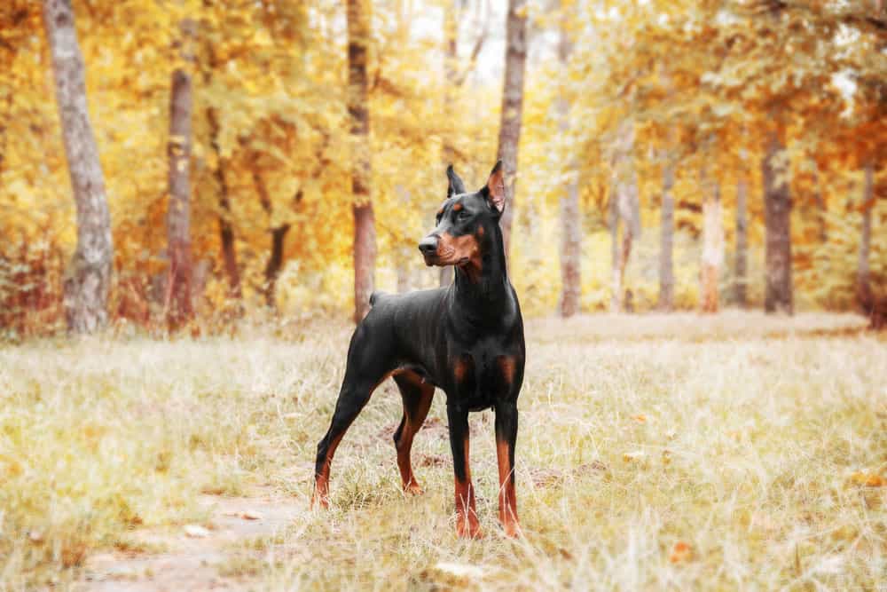 Bán Chó Doberman tại Hà Nội & TPHCM – SieuPet.Com