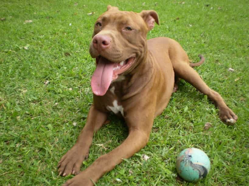 Mua bán chó Pitbull thuần chủng ở địa chỉ nào uy tín?