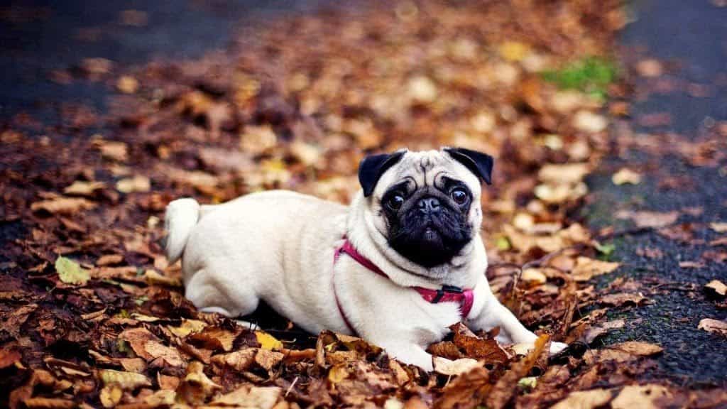 địa điểm mua bán cho pug trên toàn quốc