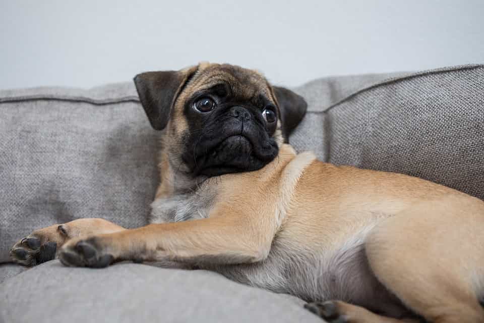 Mua bán chó Pug tại các hội yêu chó Pug