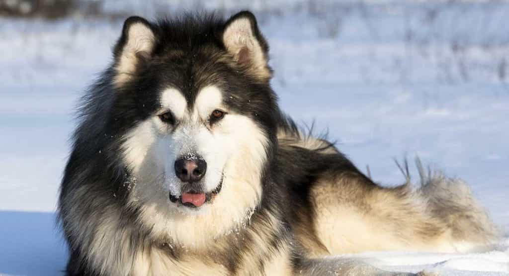 Chó Alaska Malamute