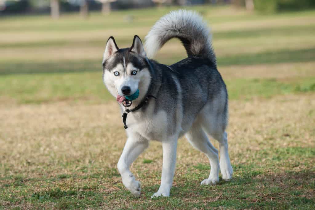 Bạn muốn mua chó Husky thuần chủng
