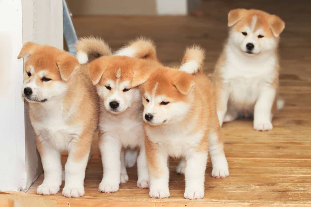 Mua chó Akita, đàn chó Akita đáng yêu