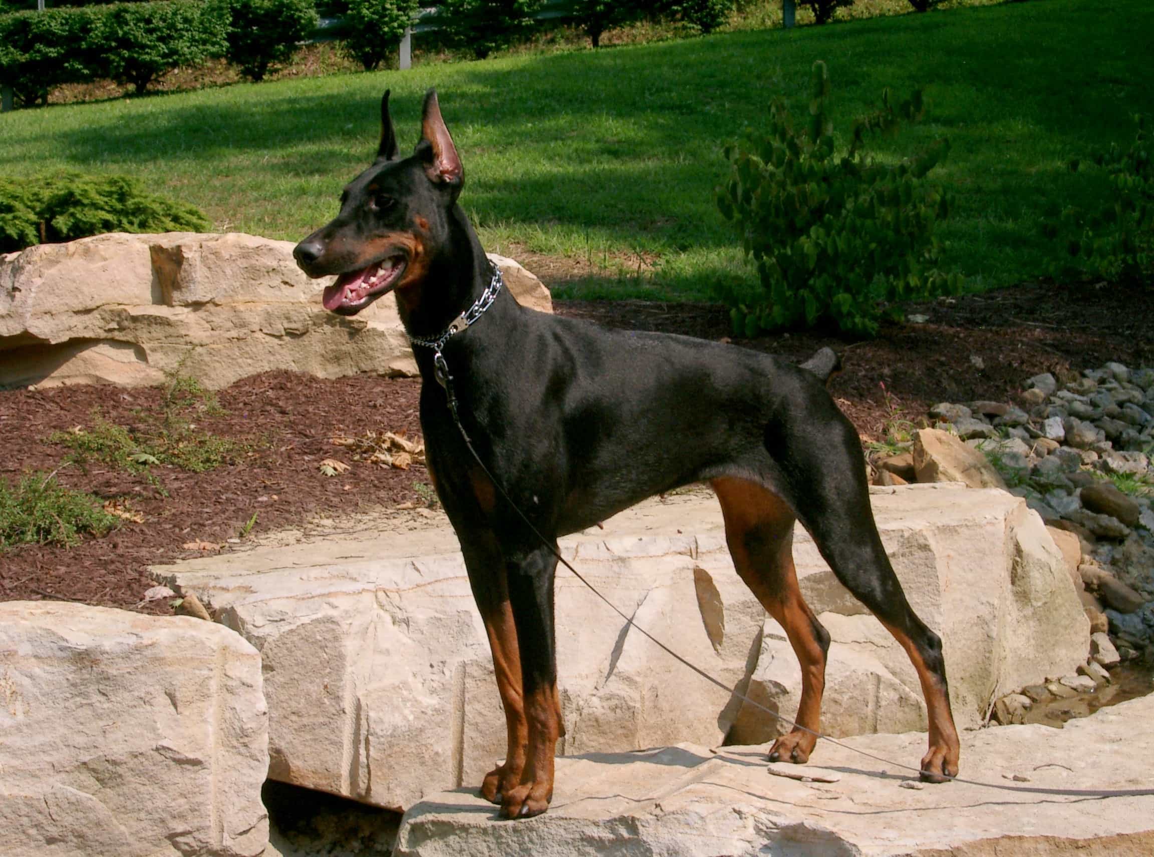 Mua chó Doberman với giá bao nhiêu?