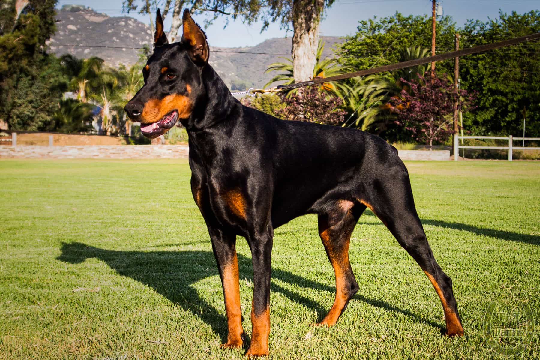 Mua chó Doberman tại Hà Nội có nhiều cách