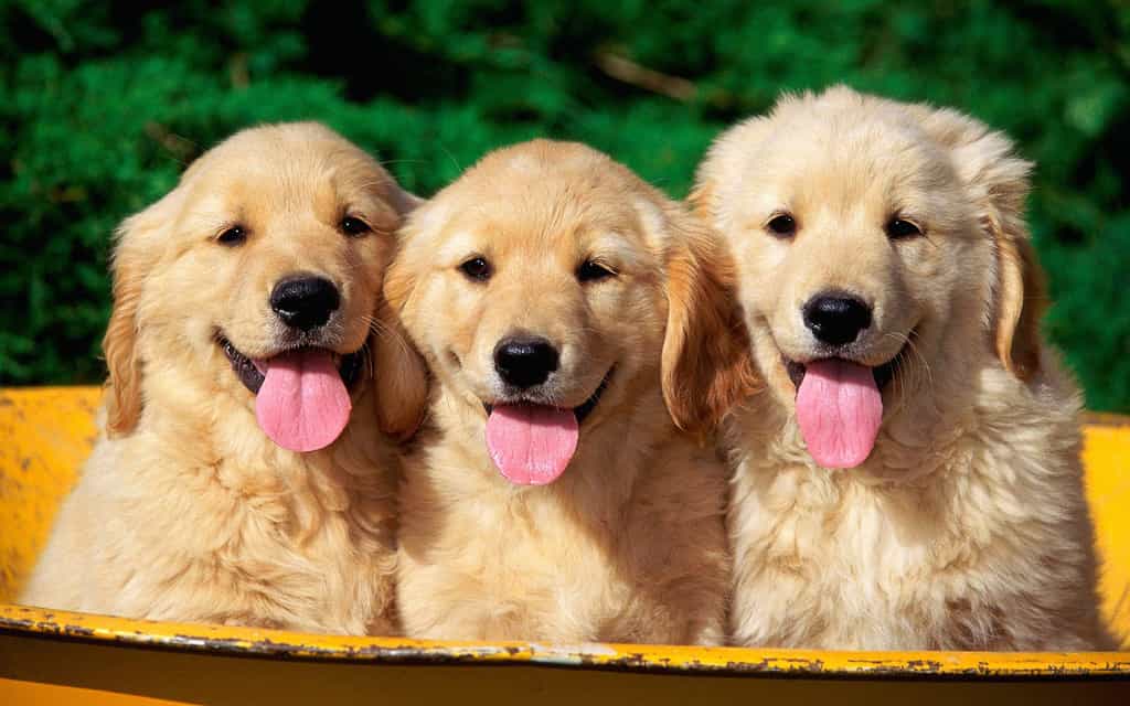 chó golden retriever lai
