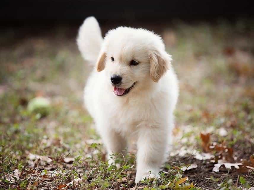 cách huấn luyện chó golden