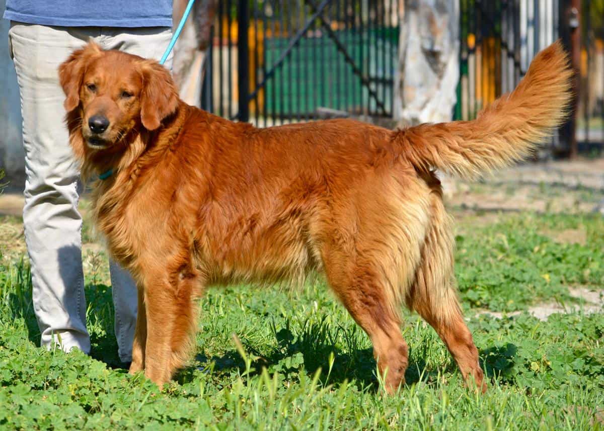 chó golden retriever cần chủ gấp