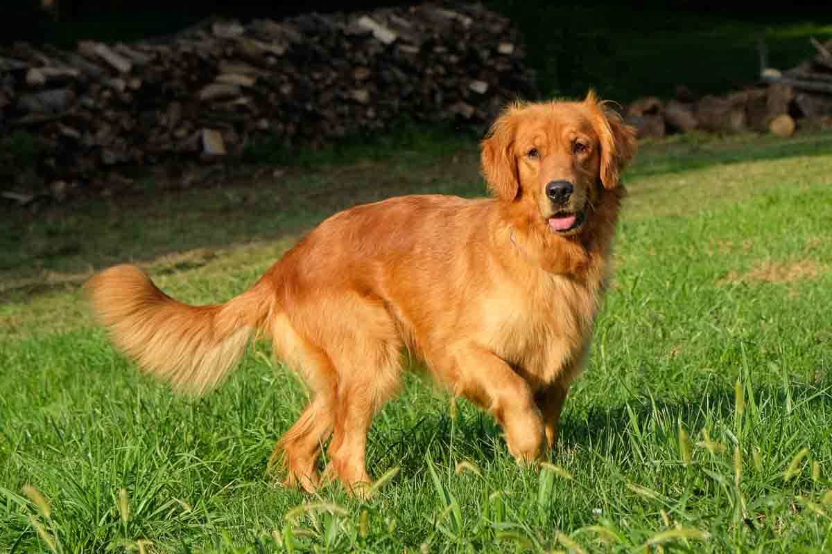 chó golden retriever