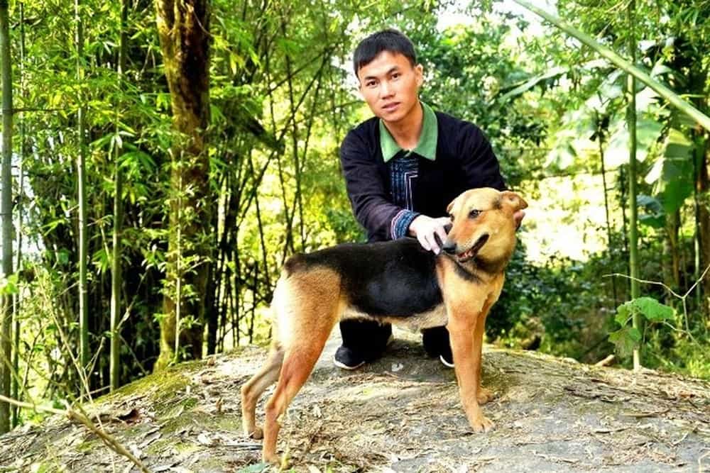 Mua chó Mông Cộc trên mạng