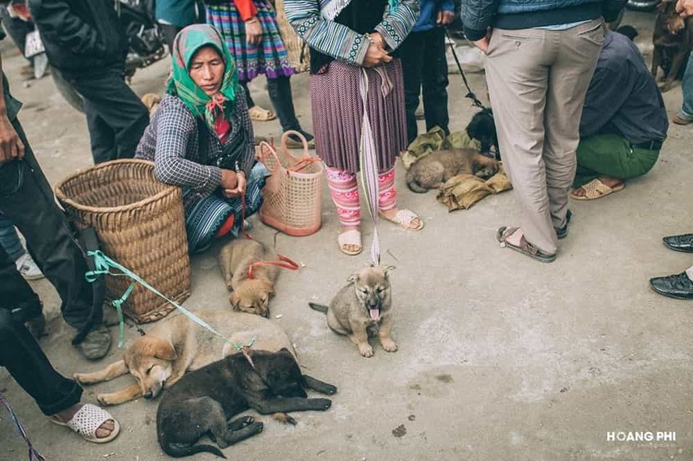 Mua chó Mông Cộc tại các vùng cao